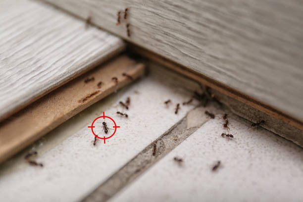 Professional Pest Control in Springfield, MA